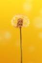 Dandelion_with_drops_of_dew_in_a_gold_1690445325282_5