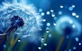 Dandelion_Seeds_in_the_drops_of_dew_on_1690444340768_1