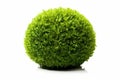 Decorative_green_shrub_in_form_of_ball_1696416077478_1