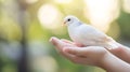 Generative AI Delicate white bird perched gently in an open palm basking in soft light business concept. Royalty Free Stock Photo