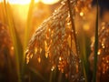 Dew drops on a gold ripe wheat ear 1690444476875 7 Royalty Free Stock Photo