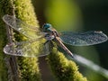 A dragonfly perched on a tree trunk Royalty Free Stock Photo