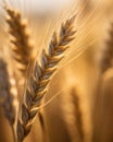 Drops of dew on a young wheat ear 1690444399956 8 Royalty Free Stock Photo