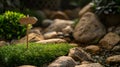 Generative AI empty homemade wooden pointer towards the establishment of an artificial grass among the rocks busin