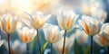 Ethereal Spring Elegance: Close-up of White Tulip Flowers in Nature\'s Serenity