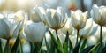 Ethereal Spring Elegance: Close-up of White Tulip Flowers in Nature\'s Serenity