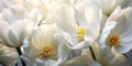 Ethereal Spring Elegance: Close-up of White Tulip Flowers in Nature\'s Serenity