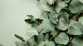 Generative AI Eucalyptus plant leaves Fresh Eucalyptus close up on light green background scented essential oil Ar