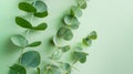 Generative AI Eucalyptus plant leaves Fresh Eucalyptus close up on light green background scented essential oil Ar