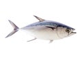 Generative AI Fish Atlantic bonito, on white background (Sarda sarda) business concept.