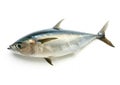 Generative AI Fish Atlantic bonito, on white background (Sarda sarda) business concept.