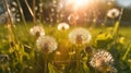 Fluffy dandelions glow in the rays of sunlight 1690444223976 2 Royalty Free Stock Photo