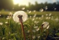 Fluffy dandelions glow in the rays of sunlight 1690444223976 3 Royalty Free Stock Photo