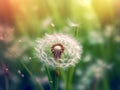 Fluffy white dandelion and ladybug in morning sunlight 1690445495551 6