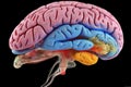 fractal motley light brain grafic, cognitive skills, brain neurons nerve synapses, learning habit, mindset knowledge accumulation