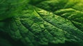 Generative AI Fresh green leaf texture macro closeup business concept. Royalty Free Stock Photo