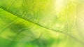 Generative AI Fresh green leaf texture macro closeup business concept. Royalty Free Stock Photo