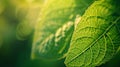 Generative AI Fresh green leaf texture macro closeup business concept. Royalty Free Stock Photo