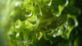 Generative AI Fresh green lettuce closeup selective focus business concept.