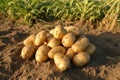 Fresh organic potatoes in the field Background many 1690446064672 4