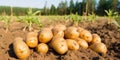 Fresh_organic_potatoes_in_the_field_Background_many_1690446064672_5