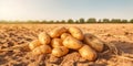 Fresh_organic_potatoes_in_the_field_Background_many_1690446064672_1