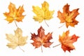 Frontal view of ten natural maple leaves of 1690449186223 1