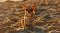 Generative AI funny chihuahua dog posing on a beach in sunglasses business concept. Royalty Free Stock Photo