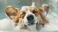 Generative AI Funny portrait of a welsh corgi pembroke dog showering with shampoo. Dog taking a bubble bath in gro Royalty Free Stock Photo