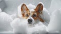 Generative AI Funny portrait of a welsh corgi pembroke dog showering with shampoo. Dog taking a bubble bath in gro Royalty Free Stock Photo