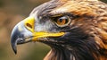 Generative AI Golden eagle head closeup Portrait of a bird of prey Close up business concept. Royalty Free Stock Photo