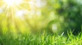 Generative AI green grass blurred background with sun rays in park meadow business concept. Royalty Free Stock Photo