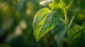 Generative AI Green leaf of a soybean plant closeup on the background of an agricultural field Plants in the open