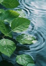 Generative AI Green leaves on water surface. Beautiful water ripple background for product presentation. Copy spac Royalty Free Stock Photo