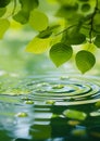 Generative AI Green leaves on water surface. Beautiful water ripple background for product presentation. Copy spac Royalty Free Stock Photo