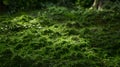 Generative AI Green moss and background Backdrop for displaying products Dark forest background business concept. Royalty Free Stock Photo