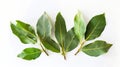 Generative AI ground Laurel leaves isolated on white background Green bay leaf Top view Flat lay business concept. Royalty Free Stock Photo