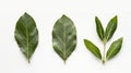 Generative AI ground Laurel leaves isolated on white background Green bay leaf Top view Flat lay business concept. Royalty Free Stock Photo