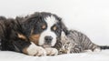 Generative AI Happy pets Adorable Bernese Mountain Dog puppy and gray tabby cat on white background Banner design