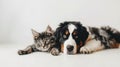 Generative AI Happy pets Adorable Bernese Mountain Dog puppy and gray tabby cat on white background Banner design