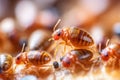 Generative ai illustration of Bedbugs on matrass in close-up Royalty Free Stock Photo