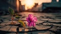 Generative ai illustration Close up on Pink flower growing on crack street Royalty Free Stock Photo