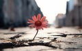 Generative ai illustration Red Pink flower growing on crack street Royalty Free Stock Photo