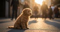 Generative AI illustration of cute fluffy purebred little Maltipoo with curly fur