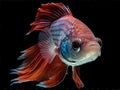 Generative ai illustration of a fighting fish called Betta Splendes Royalty Free Stock Photo