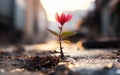 Generative ai illustration Red Pink flower growing on crack street Royalty Free Stock Photo