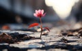 Generative ai illustration Red Pink flower growing on crack street Royalty Free Stock Photo