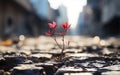 Generative ai illustration Red Pink flower growing on crack street Royalty Free Stock Photo