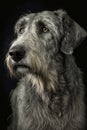 Generative AI illustration studio portrait style image of Irish Wolfhound pedigree dog breed Royalty Free Stock Photo