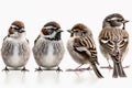 Generative AI. Illustration of three Eurasian Tree Sparrows, Passer montanus, isolated on white background Royalty Free Stock Photo